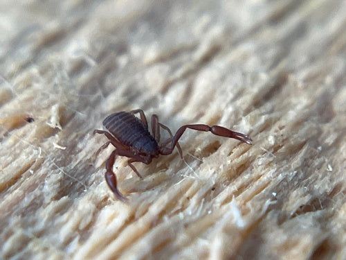 Livrescorpion — Bild 3