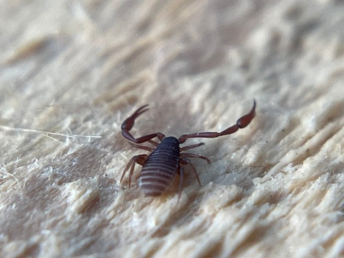 Livrescorpion — Bild 2