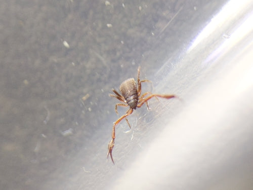 Livrescorpion — Bild 5