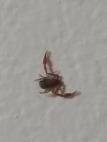 Livrescorpion — Bild 4