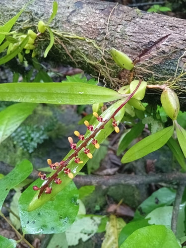 Orchidée Bulbophyllum — photo 2 sur 2