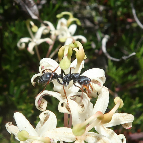 Fourmis bouledogues — Bild 3