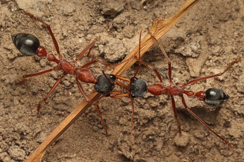 Fourmis bouledogues — Bild 1