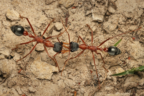 Fourmis bouledogues — Bild 2