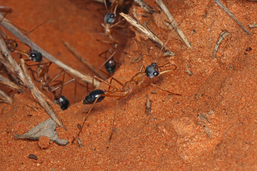 Fourmis bouledogues — Bild 5