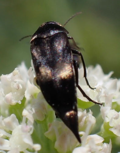 Coléoptère épineux coloré — Bild 3