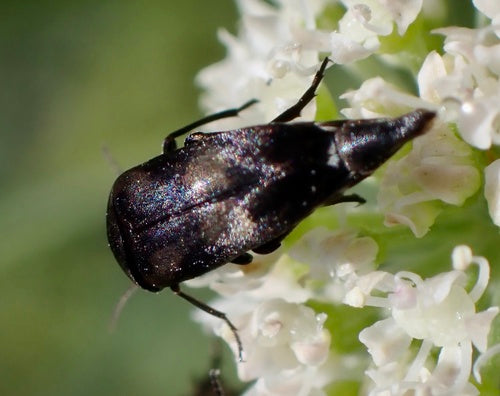 Coléoptère épineux coloré — Bild 2