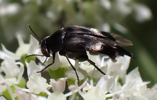 Coléoptère épineux coloré — Bild 5