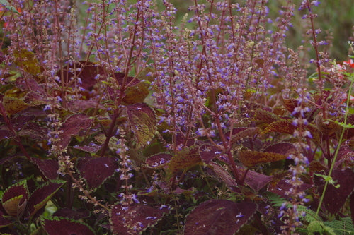 Coléus — Bild 5