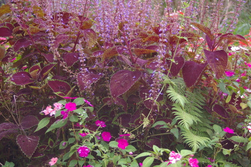 Coléus — Bild 3