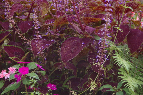 Coléus — Bild 2