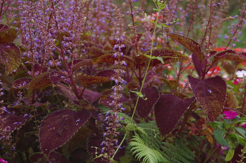 Coléus — Bild 1