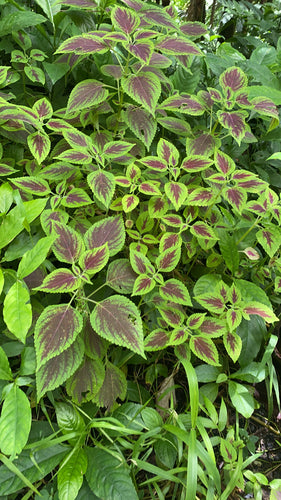 Coléus — Bild 1