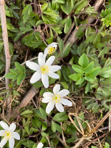 Anémone des bois — Bild 5