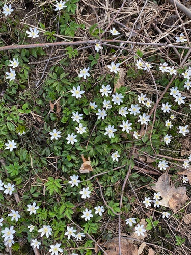 Anémone des bois — Bild 4