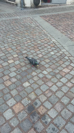 pigeon des rues