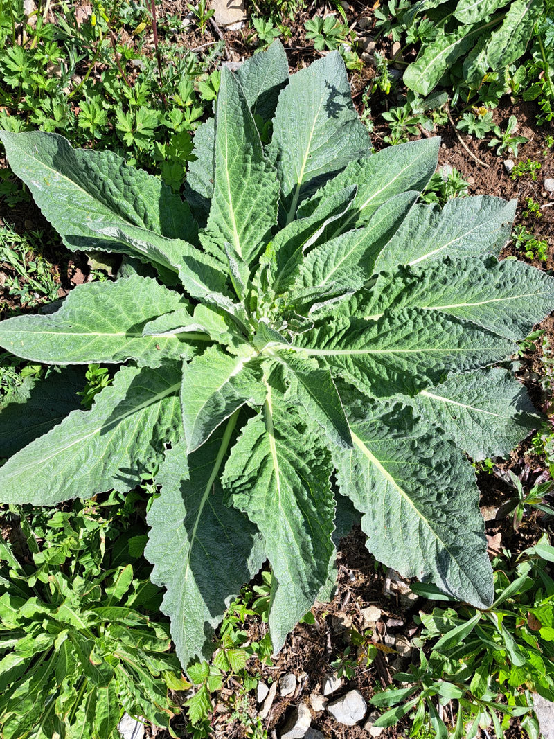 On voit d'en haut la grande rosette de feuilles feutrées d'une jeune molène bouillon blanc. La plante pousse sur un sol aride entre des pierres.