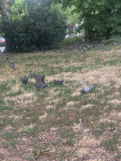 pigeon des rues – Francfort-sur-le-Main