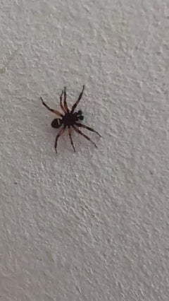 Araignée de sac de fourmi festive