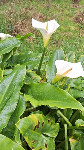 Calla — photo 5 sur 51