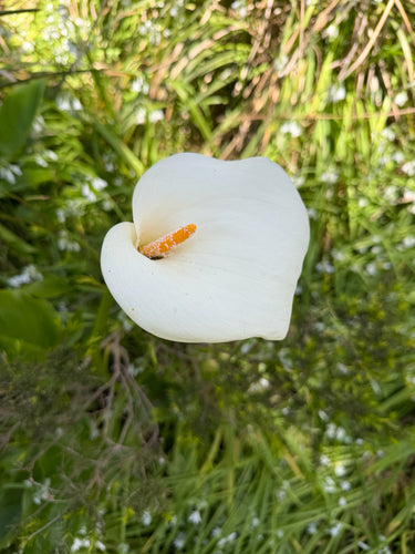 Calla — Bild 5