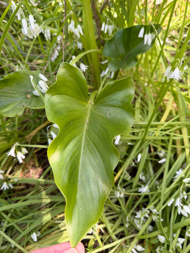 Calla — Bild 3