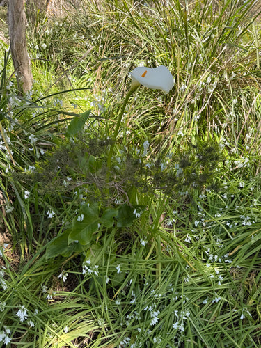 Calla — Bild 4