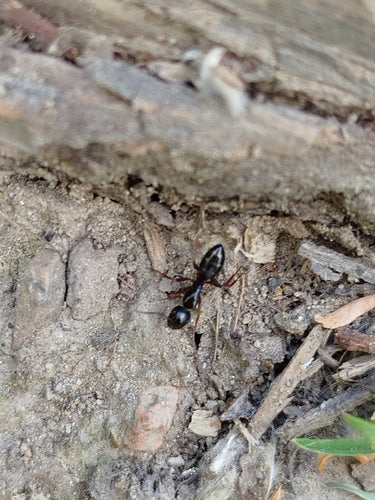 Camponotus fallax — Bild 2