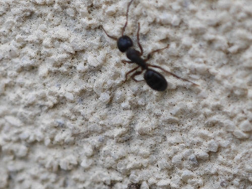 Camponotus fallax — Bild 5