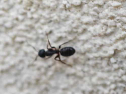 Camponotus fallax — Bild 4