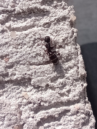 Camponotus fallax — Bild 3