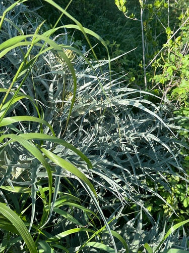 Cardy — Bild 5