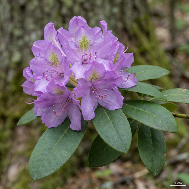 Rhododendron Catawba