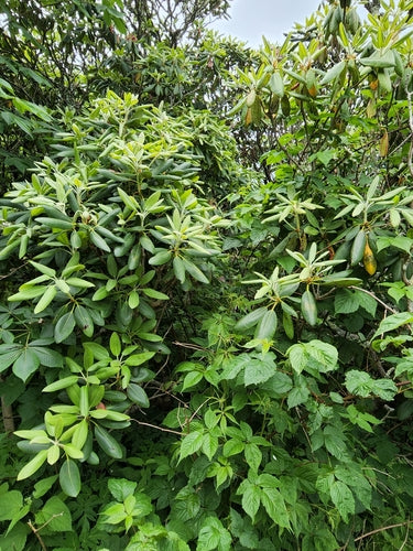 Rhododendron Catawba — Bild 5