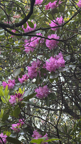 Rhododendron Catawba — Bild 2
