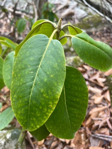 Rhododendron Catawba — photo 3 sur 9