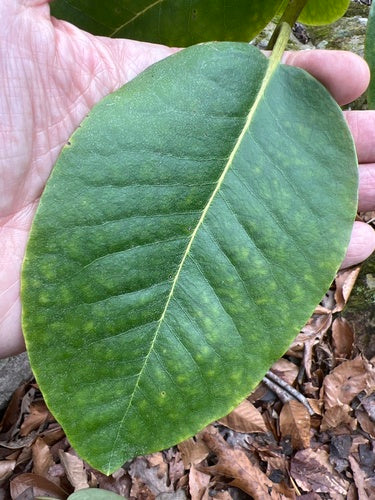 Rhododendron Catawba — photo 2 sur 9