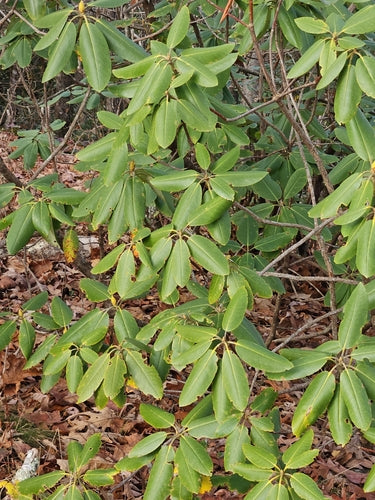 Rhododendron Catawba — Bild 4