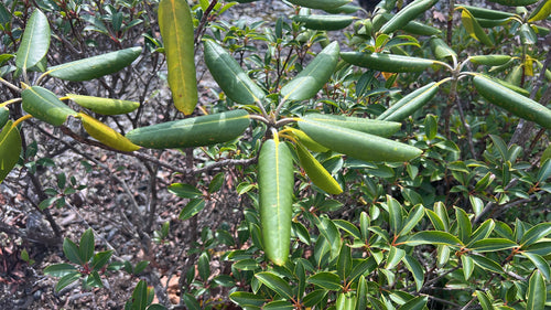 Rhododendron Catawba — Bild 3