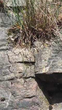 Lézard des murailles – Bingen am Rhein, Rhénanie-Palatinat
