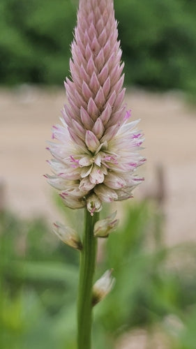 Célosie — Bild 4