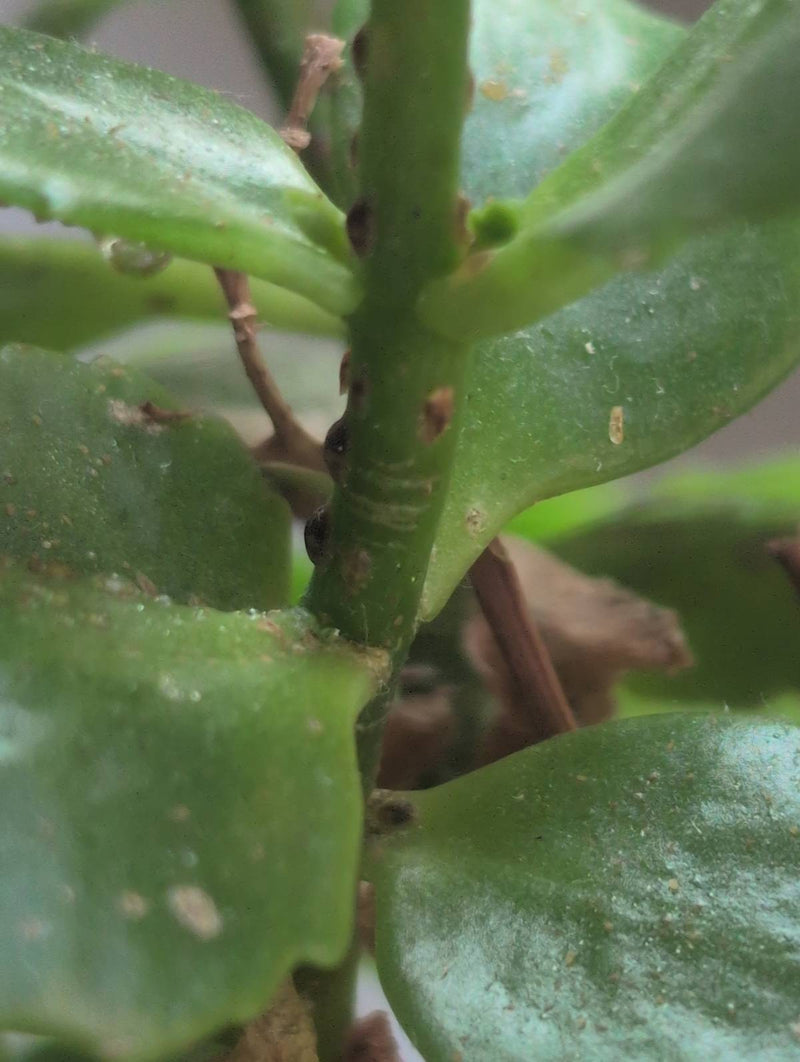 Plusieurs cochenilles à carapace brunes sont alignées sur la tige verte d'une plante. Les insectes bombés sont bien visibles.