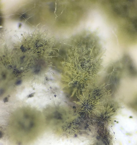 Chaetomium globosum — Bild 1