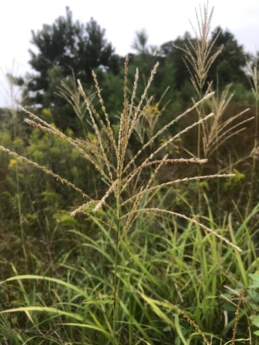 Chinaschilf - Bild 5