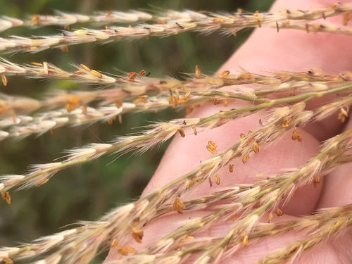 Chinaschilf - Bild 6