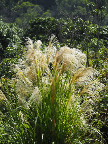 Chinaschilf - Bild 3