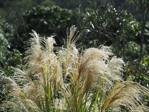 Chinaschilf - Bild 4