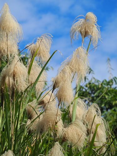 Chinaschilf - Bild 2