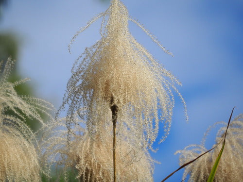 Chinaschilf - Bild 1