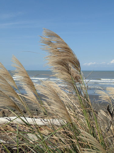 Chinaschilf - Bild 7